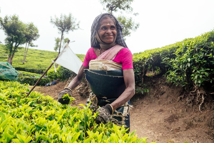 indigenious-indian-picker-woman-working-chai-plantations-kerala-munnar_175356-9293