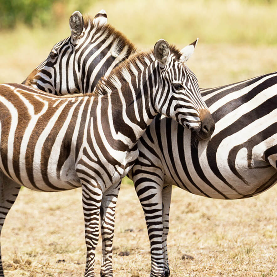 Zebra Couple in Africa