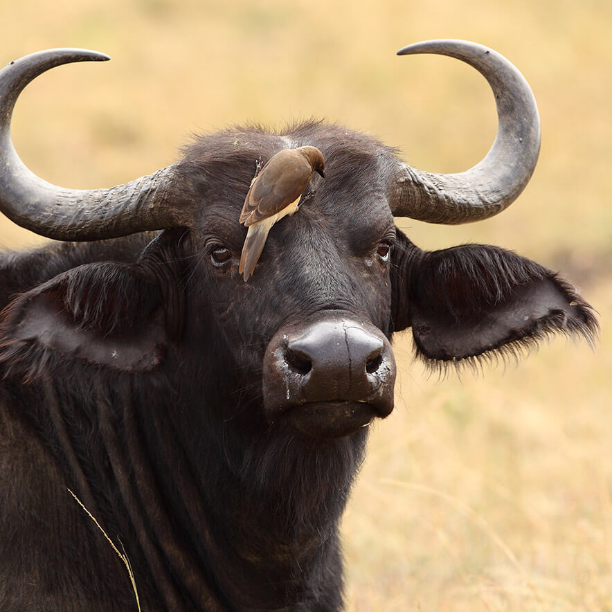 Bird Sitting on Buffalo