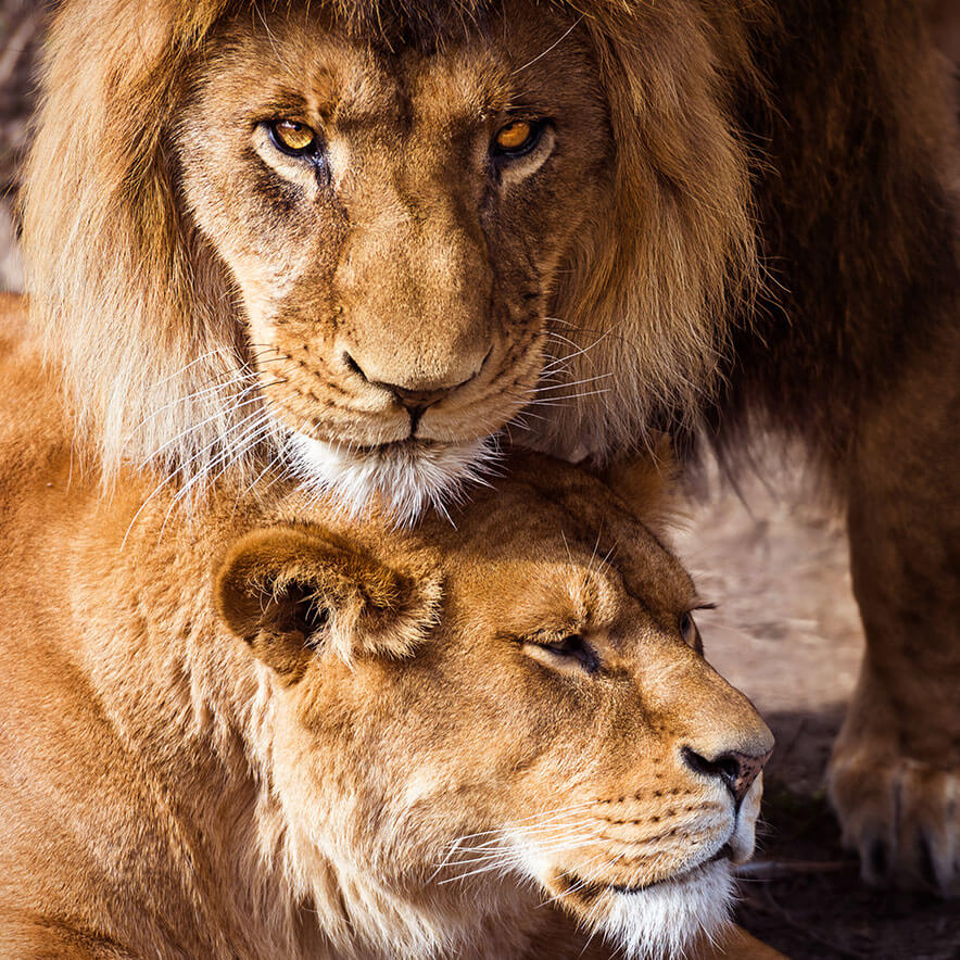 Pair of Adult Lions