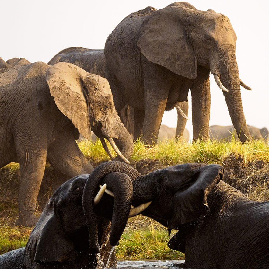 Elephants in National Park